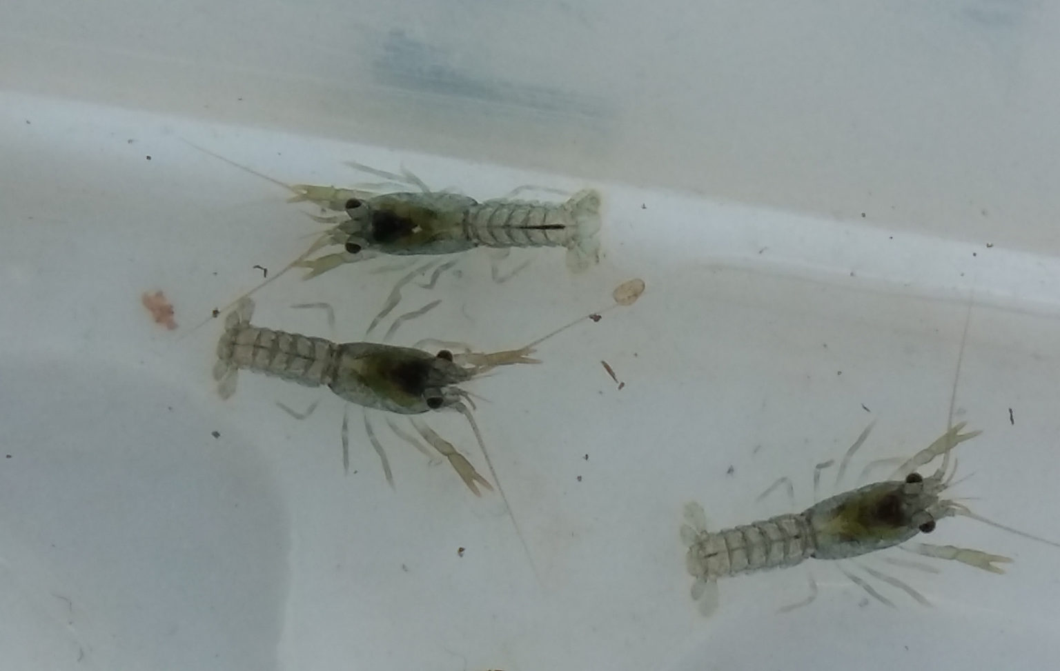 Der CatemacoKrebs (Procambarus Vasquezae) Winsener Aquarienverein e